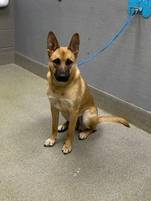 A young medium-sized female German Shepherd Dog dog named Stormy for adoption in Las Vegas, NV