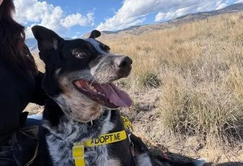 An adult medium-sized male Tricolor (Brown, Black, & White) Australian Cattle Dog / Blue Heeler named Rocky for adoption in Salmon, ID