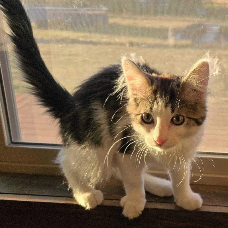 A baby medium-sized male White Domestic Short Hair cat named Juniper for adoption in Wilsonville, OR
