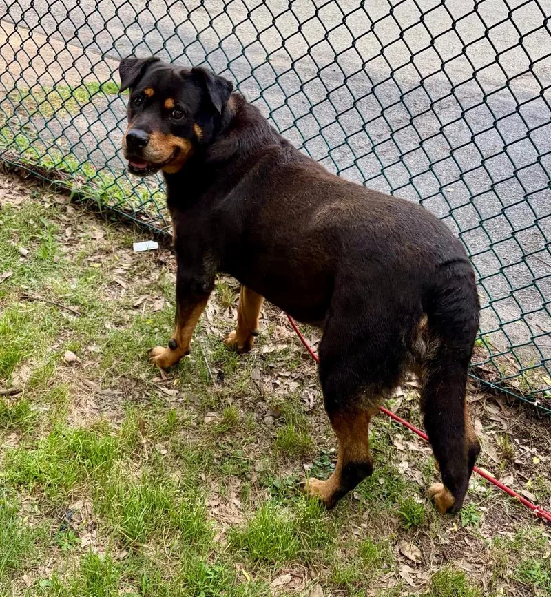 A senior large-sized female Rottweiler dog named Maleficent for adoption in Little Rock, AR