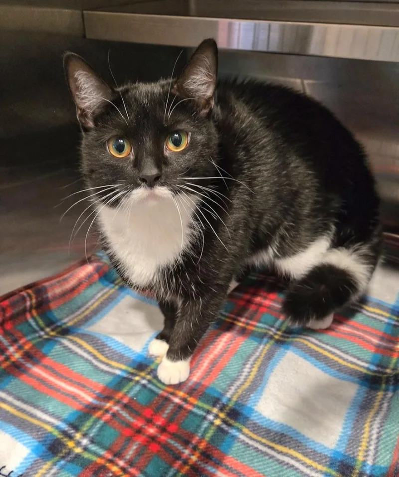 A young large-sized female Domestic Short Hair cat named Twiggy for adoption in Sidney, OH