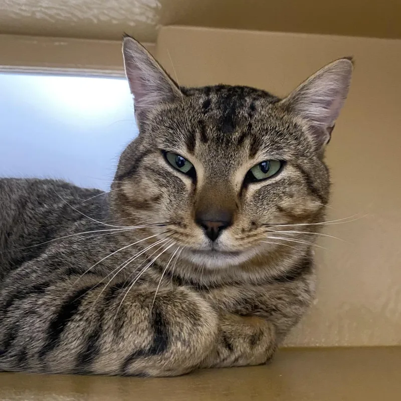 A young large-sized male Brown / Chocolate Domestic Short Hair cat named Sheldon for adoption in Spokane, WA