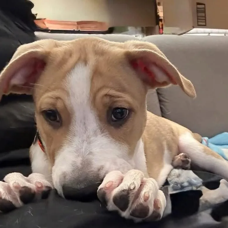 A baby large-sized male Mixed Breed dog named Charlie for adoption in East Peoria, IL