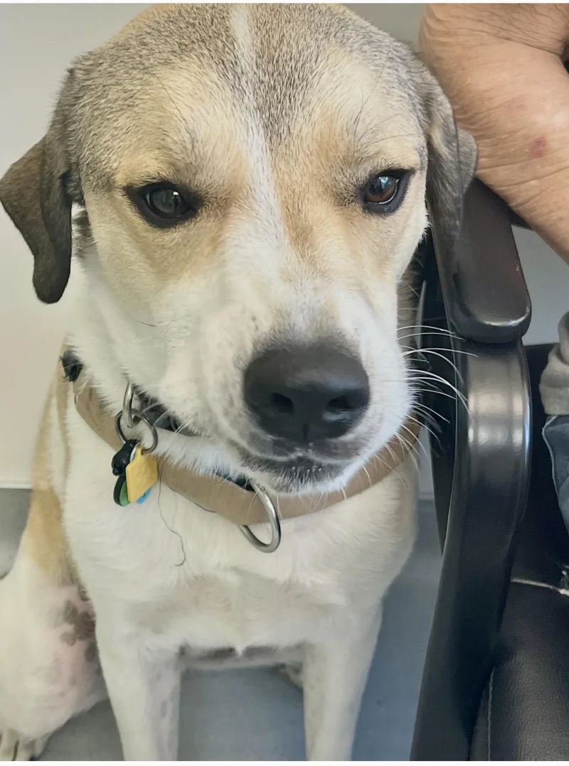 A young large-sized male Great Pyrenees dog named Jody for adoption in Maiden, NC