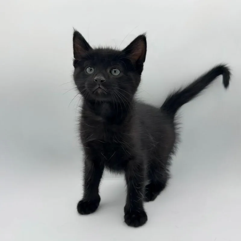 A baby medium-sized male Domestic Short Hair cat named Rice Gratin for adoption in State College, PA