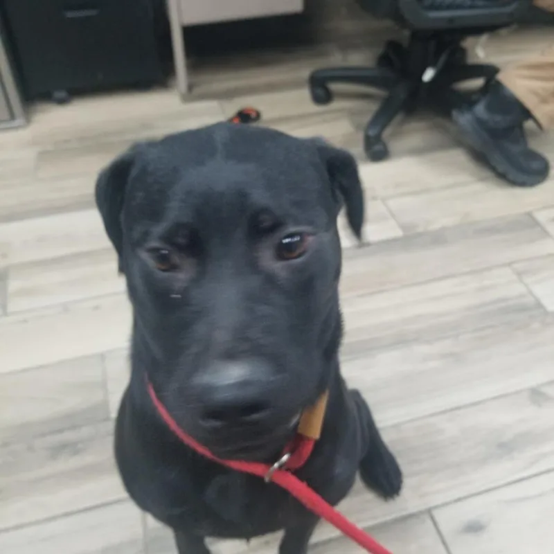An adult medium-sized female Black Mixed Breed dog named Violet for adoption in Henderson, KY
