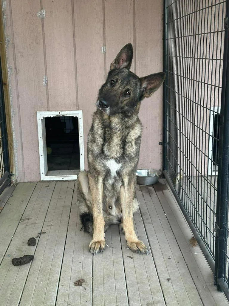 An adult medium-sized male German Shepherd Dog dog named Justin for adoption in Cloquet, MN