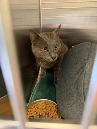 An adult large-sized male Domestic Short Hair cat named Smokey for adoption in Independence, MO