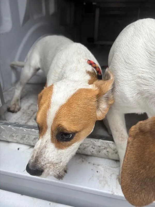 A young medium-sized female Tricolor (Brown, Black, & White) Treeing Walker Coonhound dog named Emma for adoption in Supply, NC