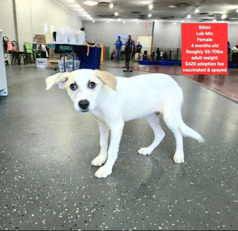 A baby large-sized female Pointer dog named Bikini for adoption in Oviedo, FL