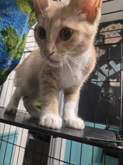 A young small-sized male Buff & White Domestic Short Hair cat named Creamsicle for adoption in Plano, TX