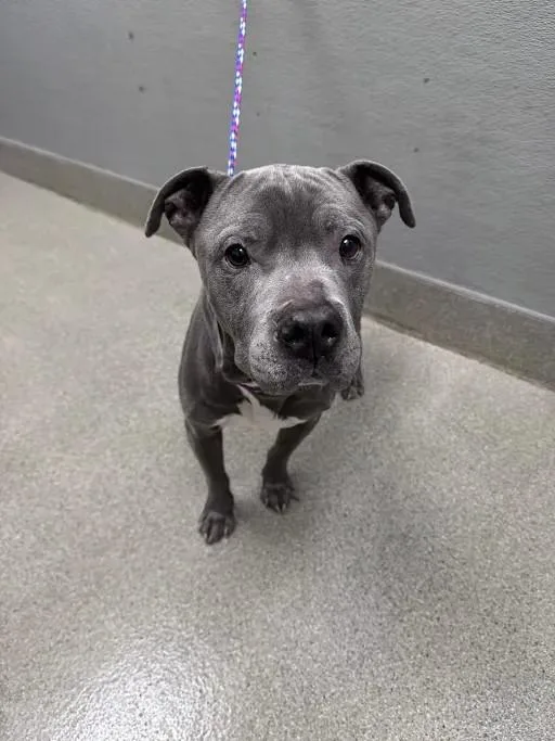 An adult large-sized male Pit Bull Terrier dog named Maroon for adoption in Las Vegas, NV