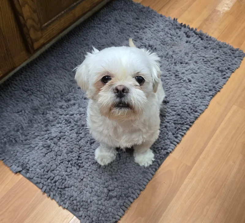 An adult small-sized male Shih Tzu dog named Frosty for adoption in Harrisville, UT
