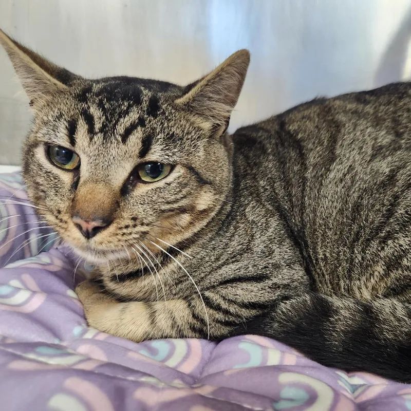 An adult medium-sized male Gray / Blue / Silver Domestic Short Hair cat named Cookie for adoption in Perkiomenville, PA