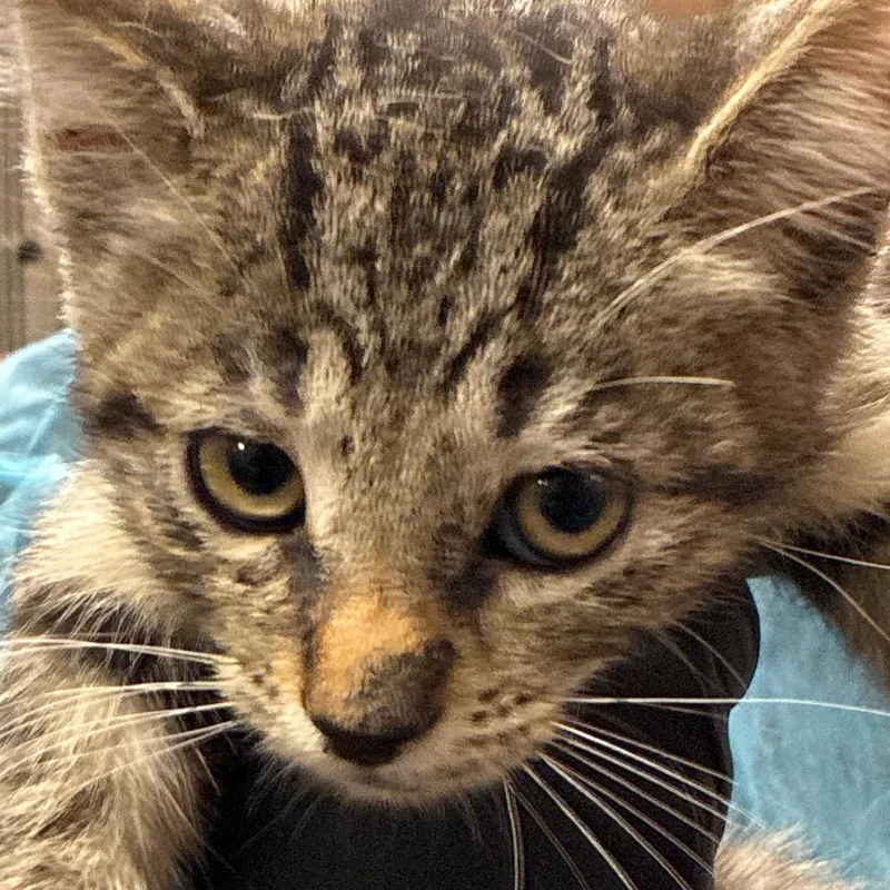 A baby small-sized male Brown / Chocolate Domestic Medium Hair cat named Hunter for adoption in Yuma, AZ