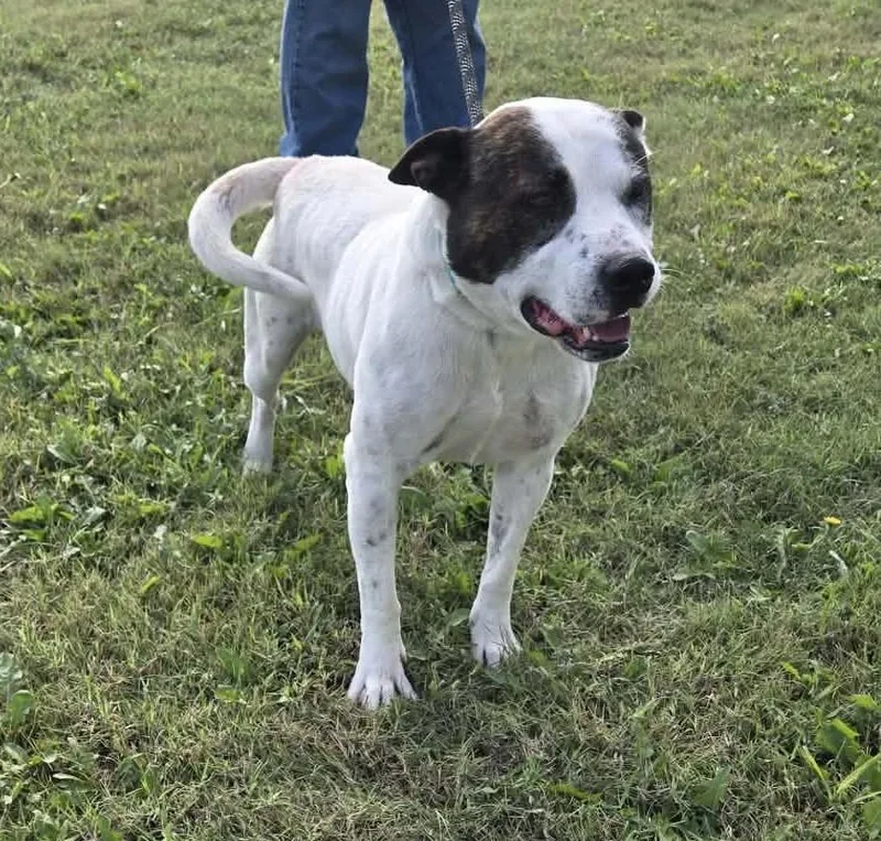 An adult medium-sized male Staffordshire Bull Terrier dog named Ramses for adoption in Larned, KS