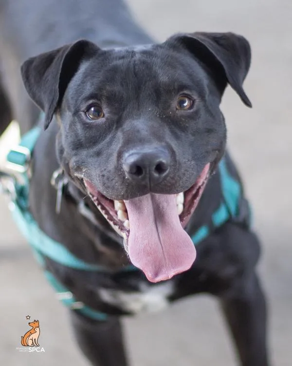 A young large-sized male Pit Bull Terrier dog named Zipper for adoption in Roanoke, VA