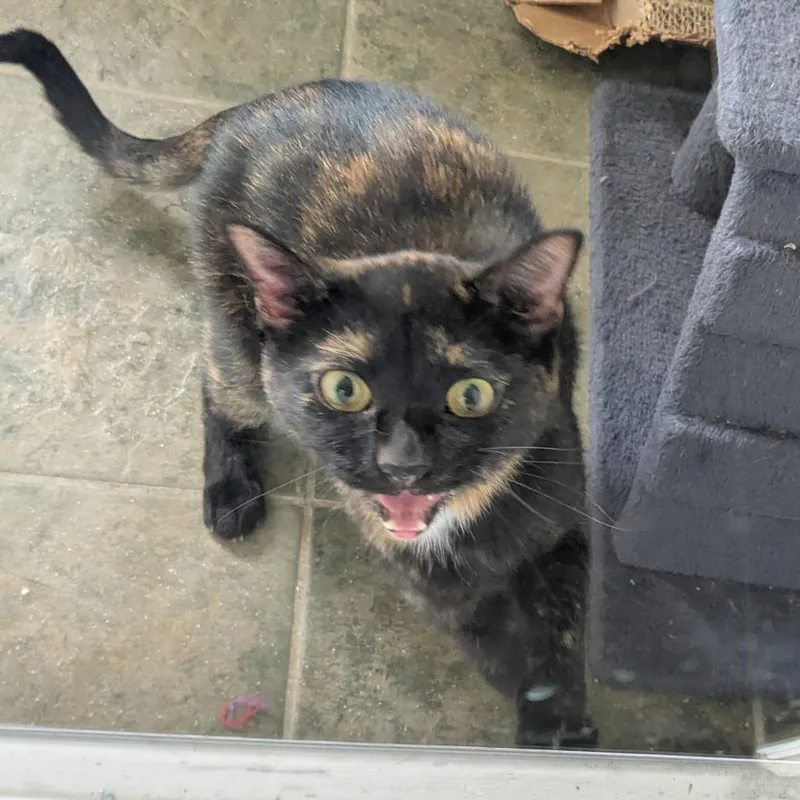 An adult medium-sized female Domestic Short Hair cat named Boo for adoption in Danville, KY