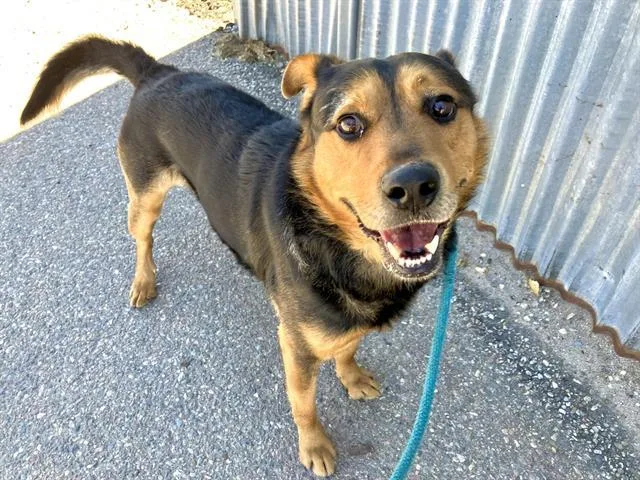 A young medium-sized male German Shepherd Dog dog named Ludo for adoption in Albuquerque, NM