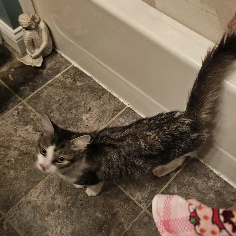 An adult medium-sized female Domestic Medium Hair cat named Buckston for adoption in Logan, OH