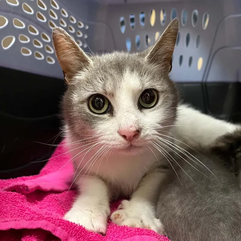 An adult medium-sized female Gray / Blue / Silver Domestic Short Hair cat named Regina for adoption in Lyndhurst, VA