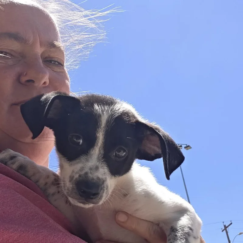 A baby medium-sized male Black Mixed Breed dog named Tom for adoption in Midland, TX