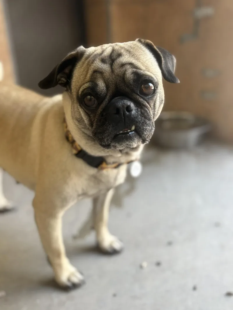 A young small-sized female Yellow / Tan / Blond / Fawn Pug dog named Minerva for adoption in Phoenix, AZ