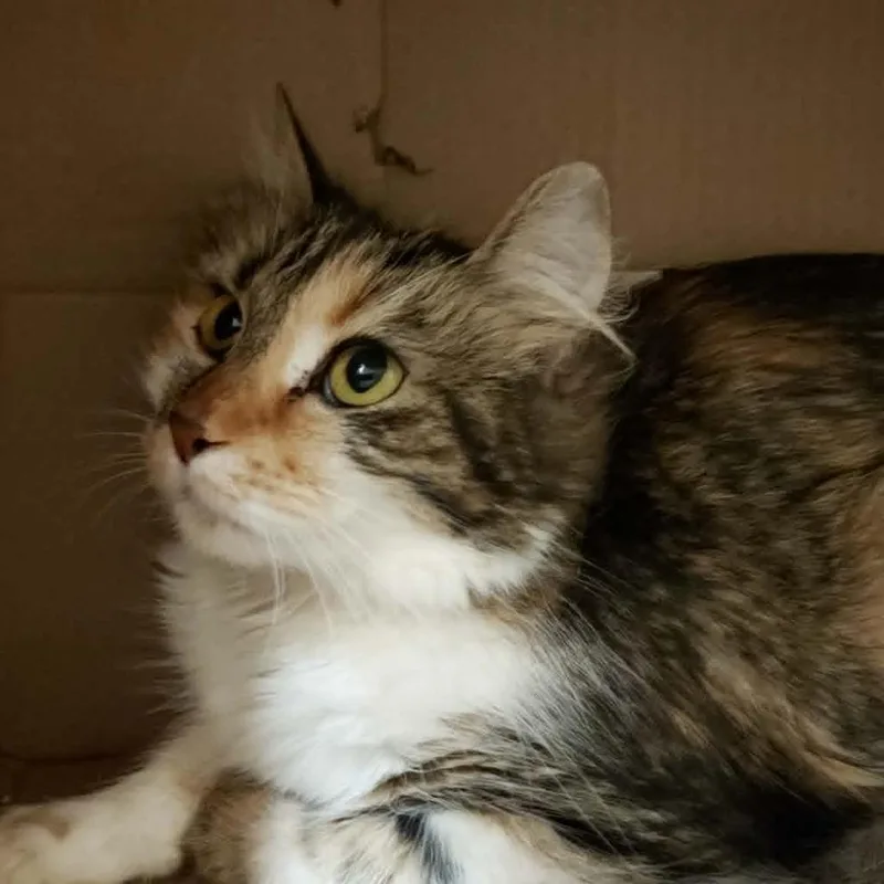 An adult medium-sized female Orange / Red Domestic Long Hair cat named Mara for adoption in Ballston Spa, NY