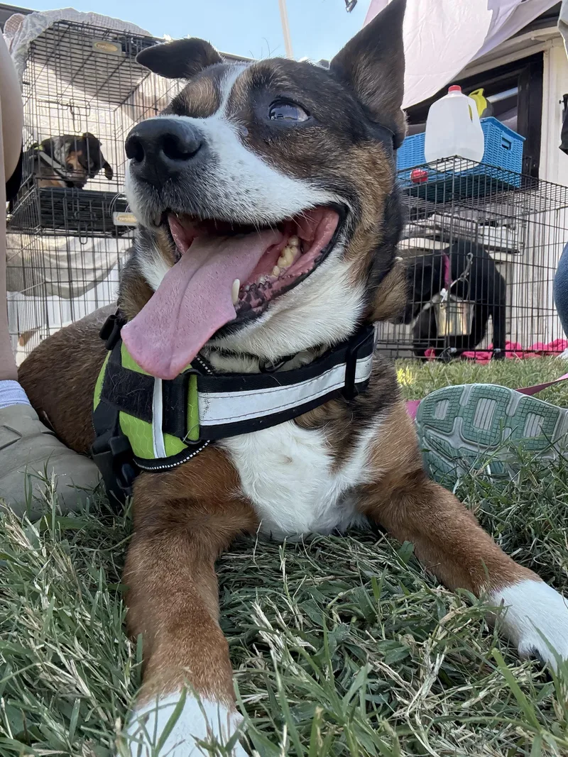 Roxie Aka Mia thumbnail 2