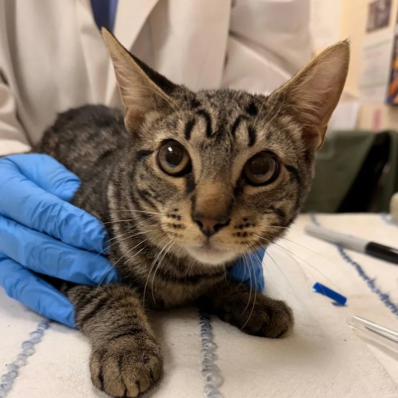 A baby small-sized male Brown / Chocolate Domestic Short Hair cat named Sand Castle for adoption in Springfield, MA
