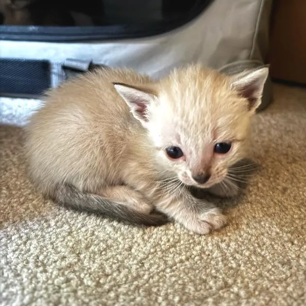 A baby small-sized male Domestic Short Hair cat named Lil Man for adoption in Cumming, GA