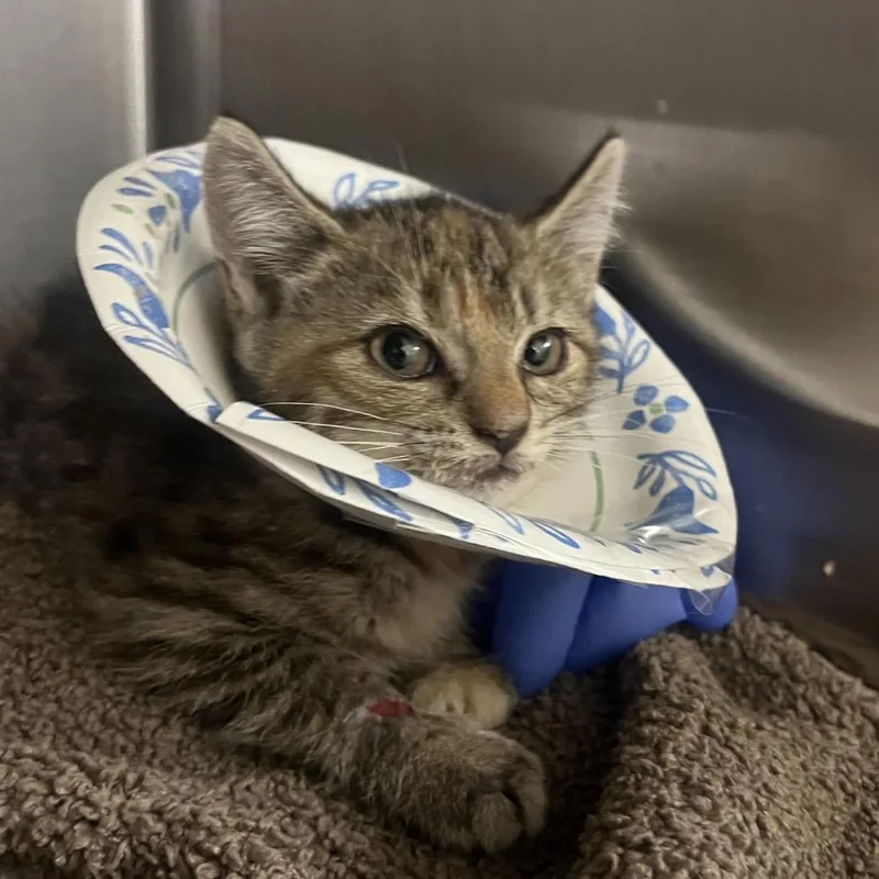 A baby small-sized female Torbie Domestic Short Hair cat named Pallas for adoption in Lynchburg, VA