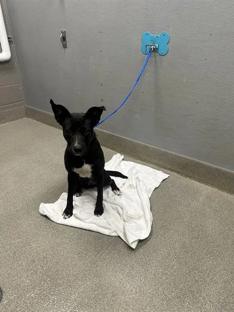 A young medium-sized female Labrador Retriever dog named Jet for adoption in Las Vegas, NV