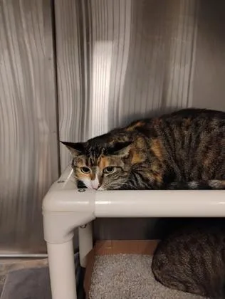 An adult medium-sized female Domestic Short Hair cat named Cookie for adoption in Fallston, MD