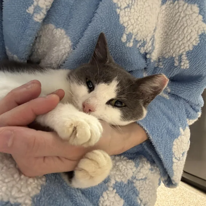 Moonie Mcnugget thumbnail 2