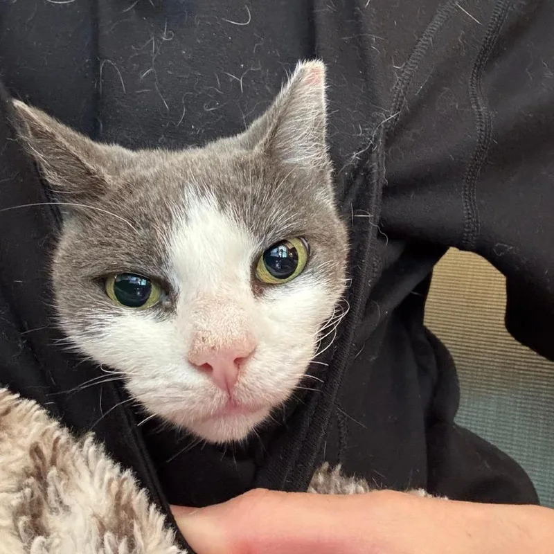 Moonie Mcnugget thumbnail 4