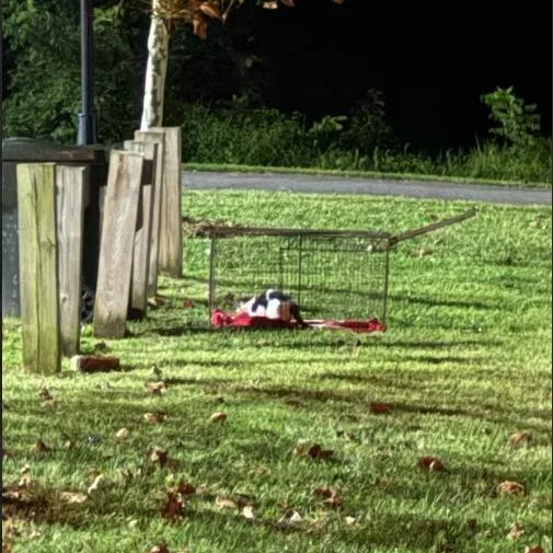 Moonie Mcnugget thumbnail 5