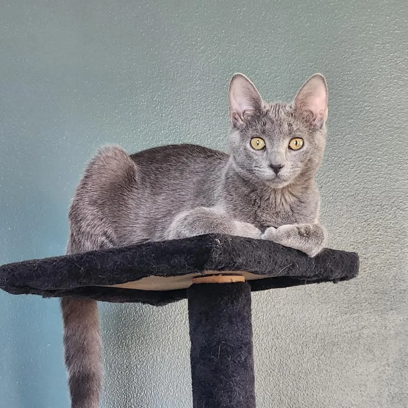 A young small-sized female Gray / Blue / Silver Domestic Short Hair cat named Donkey Kong for adoption in Baltimore, MD