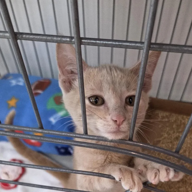 A baby small-sized female Buff / Tan / Fawn Domestic Short Hair cat named Ameria for adoption in Branson, MO