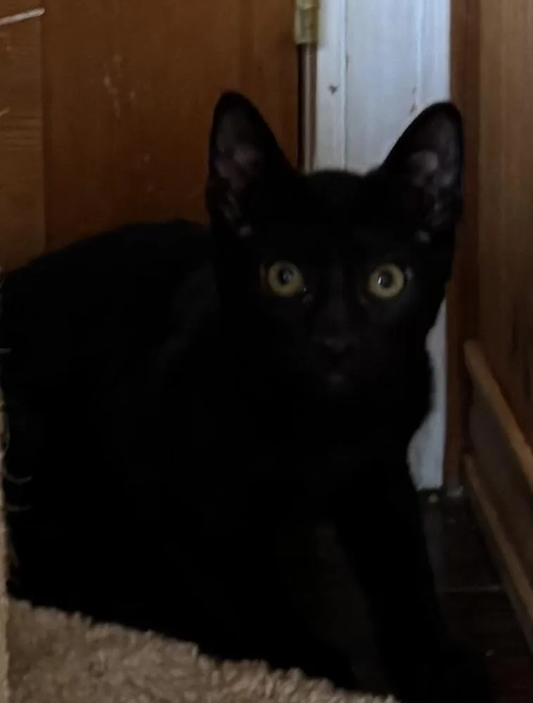 A young medium-sized male Black Domestic Short Hair cat named Hot Honey for adoption in Raymond, WA
