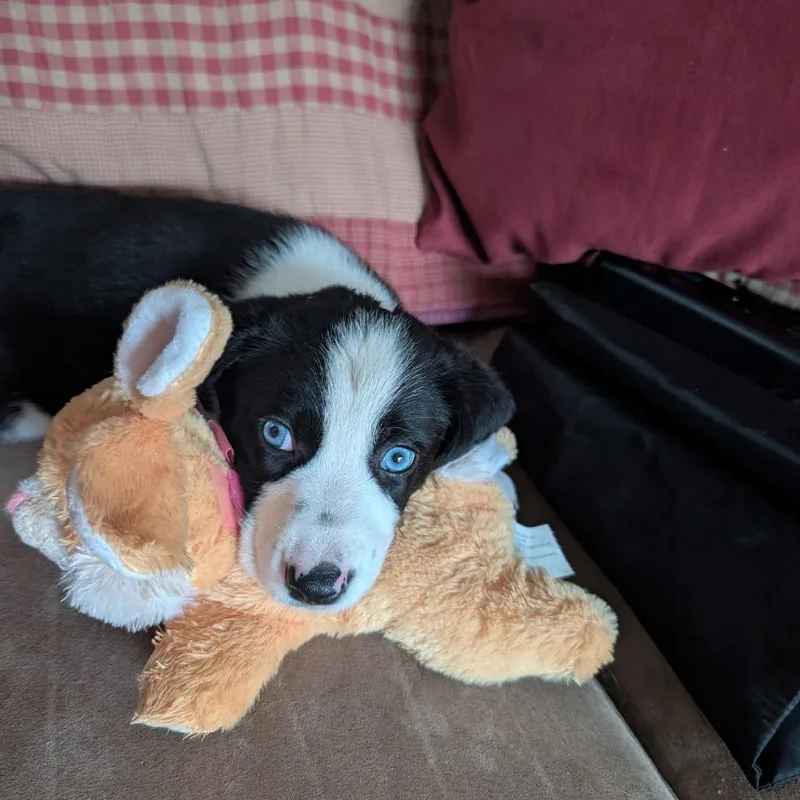 A baby medium-sized female Black Mixed Breed dog named Rose for adoption in Chantilly, VA