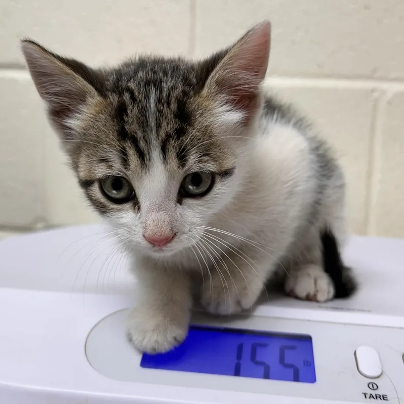 A baby small-sized male Calico Domestic Short Hair cat named Pallet for adoption in Roxboro, NC