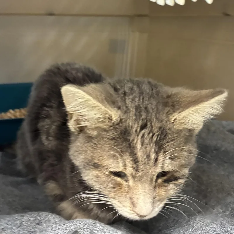 A young small-sized male Gray / Blue / Silver Domestic Medium Hair cat named 72561 for adoption in Harrisonburg, VA