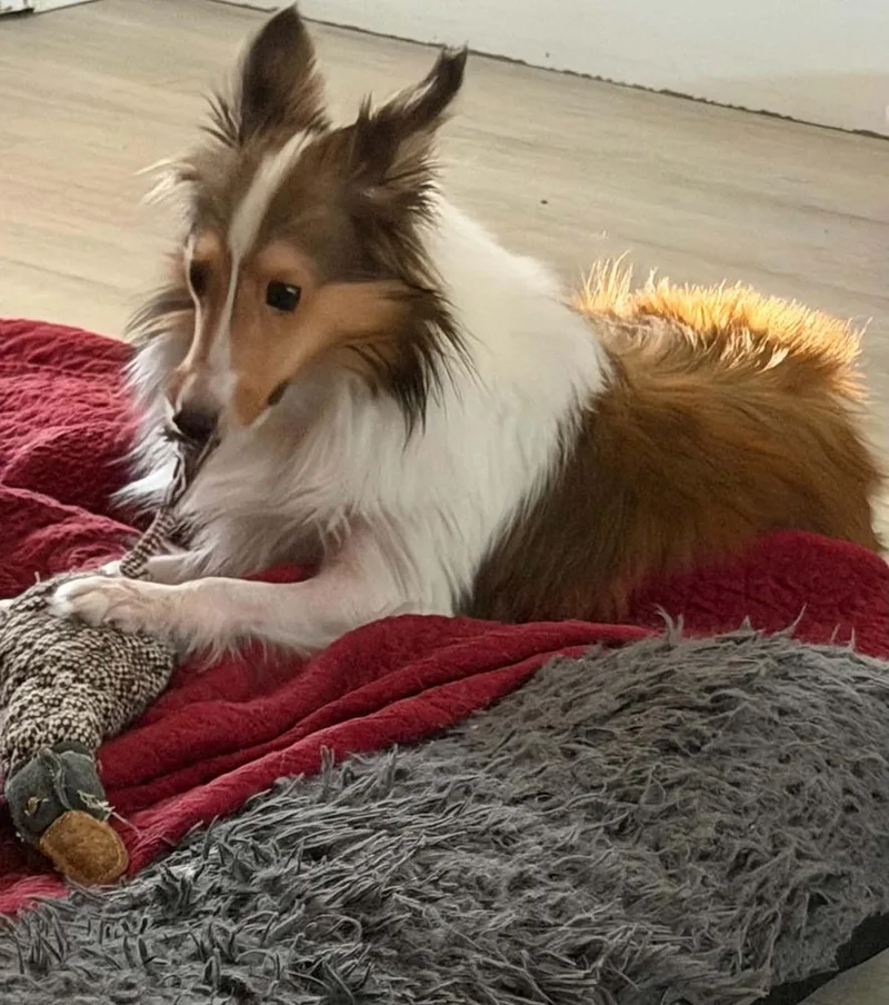 A baby small-sized male Shetland Sheepdog / Sheltie dog named Monroe for adoption in Orlando, FL