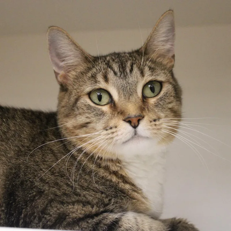 An adult medium-sized female Brown / Chocolate Domestic Short Hair cat named Spare for adoption in Champaign, IL