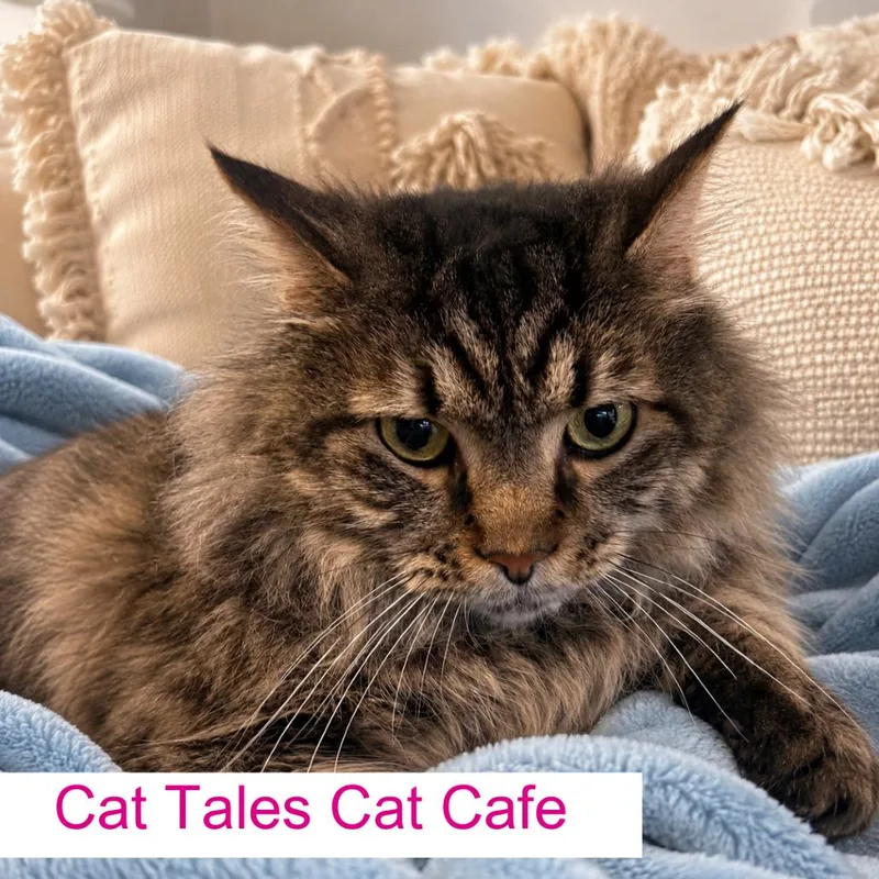 A senior small-sized male Brown / Chocolate Domestic Long Hair cat named Marc for adoption in Chapel Hill, NC