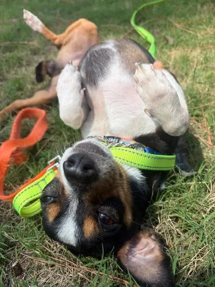 An adult small-sized male Chihuahua dog named Percy for adoption in Southern Pines, NC