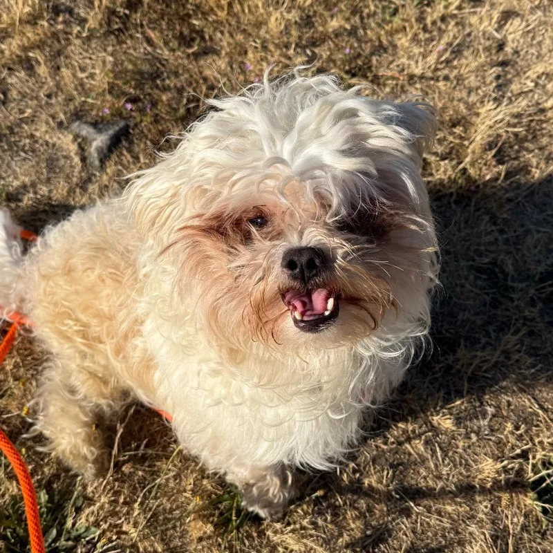 An adult small-sized male White / Cream Maltese dog named Erling for adoption in Tacoma, WA