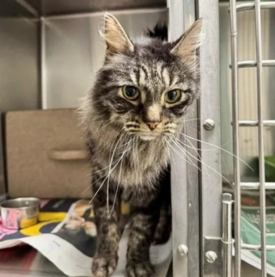 An adult medium-sized male Domestic Long Hair cat named Mozart for adoption in Anchorage, AK