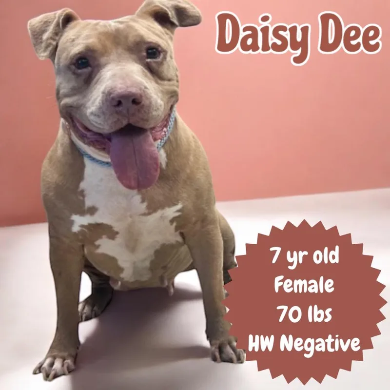 A senior extra large-sized female Pit Bull Terrier dog named Daisy Dee for adoption in Sorrento, LA